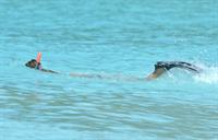 Jessica Alba bikini candids in St. Barts 4/6/13 