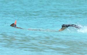Jessica Alba bikini candids in St. Barts 4/6/13 