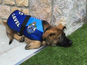 A Police Dog Just Got Fired From His Post – The Reason is Adorably Reasonable