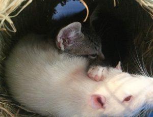 Rats and Kittens are Friends in this Magical Café