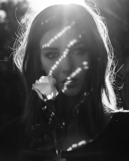 White rose